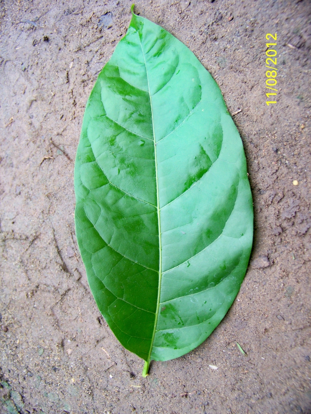 Frutales
